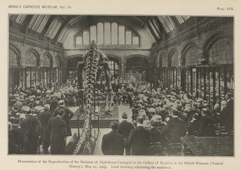The presentation of a replica of the Carnegie Museum Diplodocus (Dippy) to the British Museum in 1905, in Annals of the Carnegie Museum, vol. 3, 1905 (Linda Hall Library)