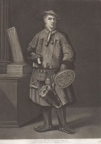 Portrait of Linnaeus in Lapland dress, mezzotint after painting by Hoffman, in New Illustration of the Sexual System of Carolus von Linnaeus, by John Thornton, 1807 (Linda Hall Library)