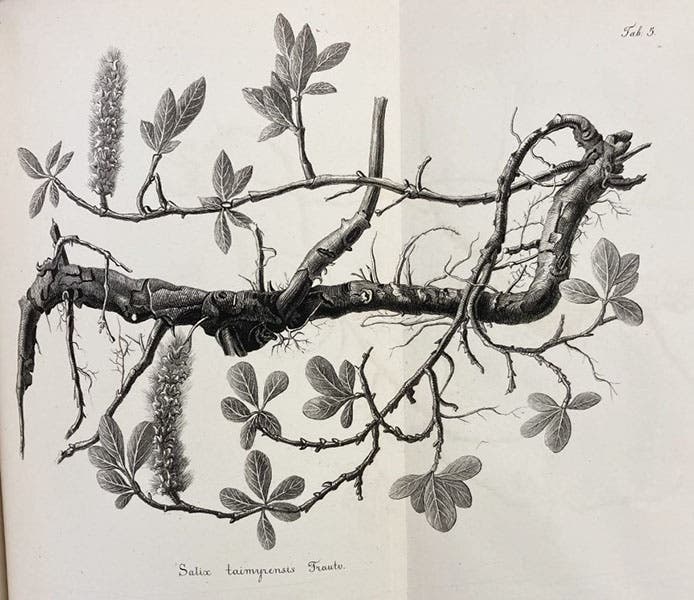A dwarf willow from the tundra, engraving in Reise in den äussersten Norden und Osten Sibiriens während der Jahre 1843 und 1844, by Alexander von Middendorff, vol. 1, pt. 2, plate 5, 1856 (Linda Hall Library)