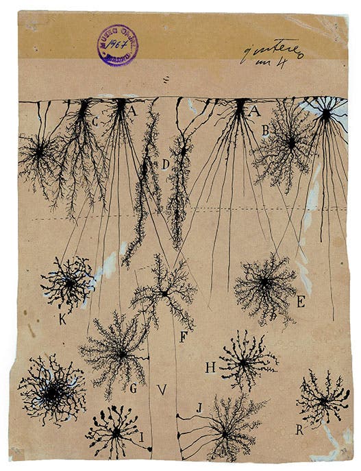 Glial cells of the cerebral cortex of a child, ink and pencil on paper, drawing by Santiago Ramón y Cajal, 1904, Cajal Institute (CSIC), Madrid (nytimes.com)