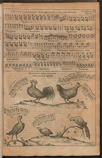 The songs of a nightingale, cock, hen, cuckoo, quail, and parrot, engraving, from Athanasius Kircher, Musurgia universalis, 1650 (Linda Hall Library)
