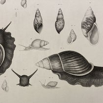 Two Bulimus snails, detail of an engraving,  Mollusca & Shells, by Augustus A. Gould  (vol. 12 of United States Exploring Expedition publications), Atlas vol. plate 6, 1856 (Linda Hall Library)