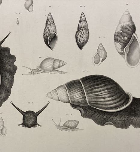 Two Bulimus snails, detail of an engraving,  Mollusca & Shells, by Augustus A. Gould  (vol. 12 of United States Exploring Expedition publications), Atlas vol. plate 6, 1856 (Linda Hall Library)