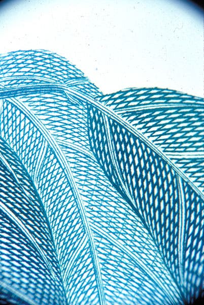 Detail of Vigna vexillata, the wild cow-pea, showing the variation in tone produced by changing the depth of cut of the engraving, plate 80 in Banks Florilegium, 1980-90, photo by the author (Linda Hall Library)