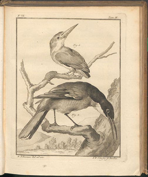 Kingfisher and a long-beaked Gracula, engraving in Spicilegia zoologica, by Peter Simon Pallas, vol. 2, fasc. 6, plate 2, 1769 (Linda Hall Library)