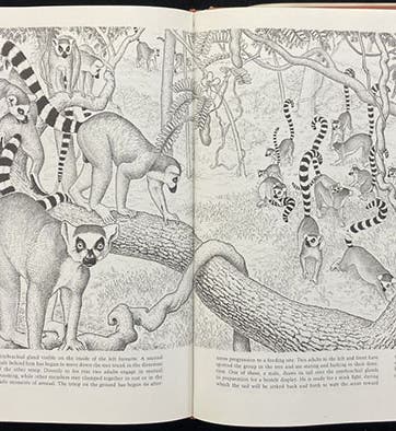 Two troops of ring-tail lemurs interacting in Madagascar, pen or pencil drawing by Sarah Landry, in Sociobiology: A New Synthesis, by E. O. Wilson, pp. 532-33, Harvard University Press, 1975 (author’s copy)
