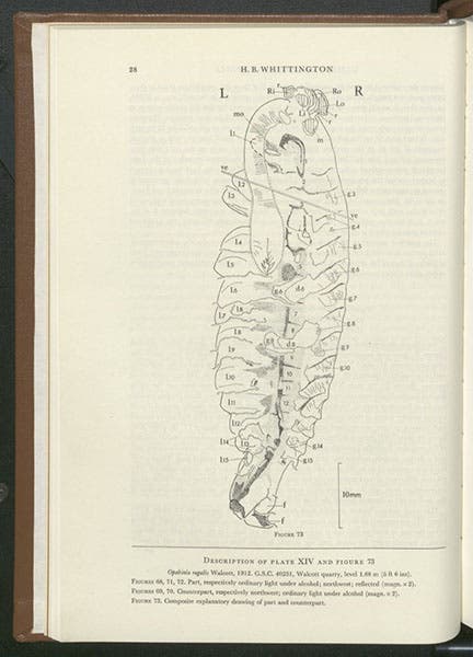 A drawing of one of the Opabinia fossils in third image, Harry Whittington, “The enigmatic animal Opabinia regalis…,” Philosophical Transactions of the Royal Society of London, ser. B, vol. 271, 1875 (Linda Hall Library)