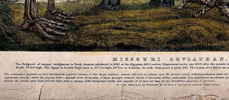Part of the caption to the first image, describing the Missouri Leviathan, Wellcome Collection (wellcomecollection.org)