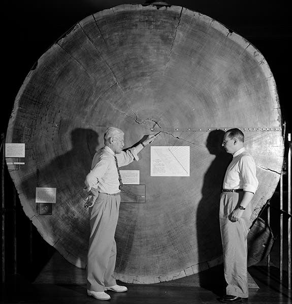 Andrew E. Douglass lecturing on the tree rings of a slab from a Giant Sequoia, photograph, Laboratory of Tree-Ring Research, Tucson (ltrr.arizona.edu)