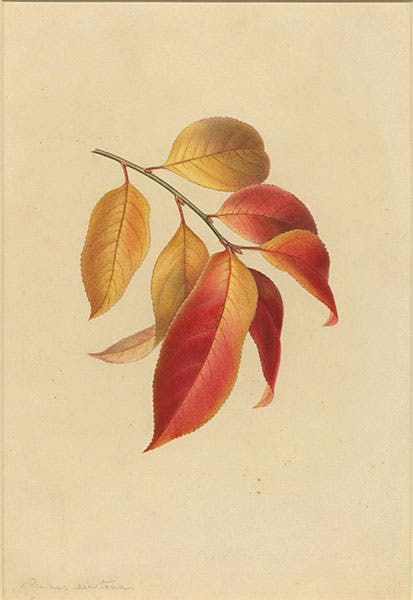 Prunus serotina (black cherry) leaves in fall coloration, watercolor by Isaac Spague, undated, Boston Athenaeum (cdm.bostonathenaeum.org