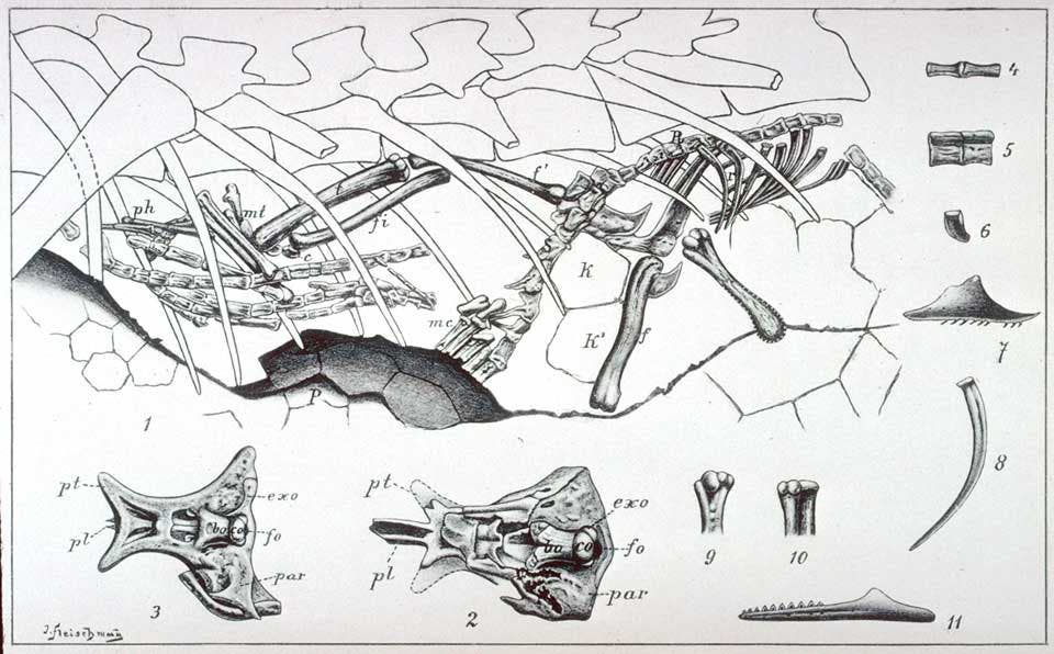 View of the so-called “Embryos of Compsognathus". This work is part of our History of Science Collection, but it was NOT included in the original exhibition. Image source: Nopcsa, Baron F. "Neues ueber Compsognathus," in: Neues Jahrbuch fur Mineralogie, Geologie und Palaeontologie (Stuttgart), vol. 16 (1903), tab. 17.