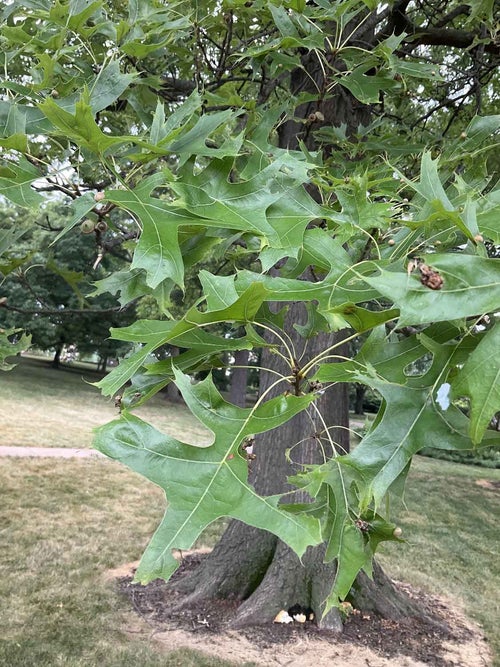 Pin Oak leaf