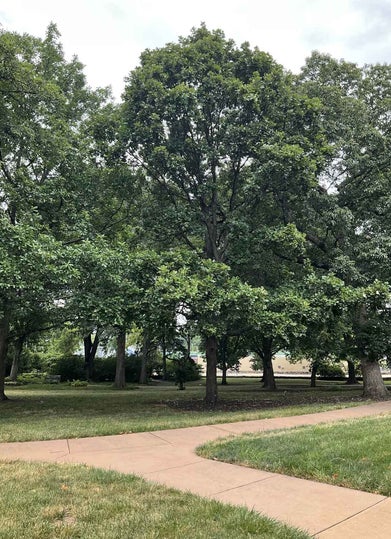 Hybrid Oak summer