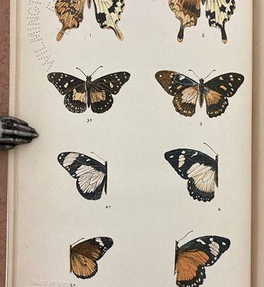 South African Papilio butterflies, where the male (top) is not a mimic, but the 3 female varieties of Papilio (right) mimic unpalatable and unrelated species (left), lithographed frontispiece, The Colour of Animals: Their Meaning and Use, by Edward Poulton, 1890 (Linda Hall Library)
