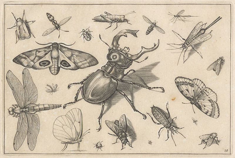 Scarab beetle after Albrecht Dürer, with butterflies, dragonfly, and other insects, engraving in Diversae insectarum volatilium icones ad vivum accuratissime depictae, by Jacob Hoefnagel, plate 10, 1630 (Linda Hall Library)