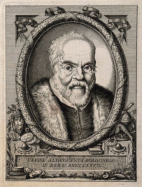 Portrait of Ulisse Aldrovandi, engraving, 18th century, Wellcome Collection (wellcomecollection.org)