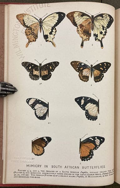 South African Papilio butterflies, where the male (top) is not a mimic, but the 3 female varieties of Papilio (right) mimic unpalatable and unrelated species (left), lithographed frontispiece, The Colour of Animals: Their Meaning and Use, by Edward Poulton, 1890 (Linda Hall Library)