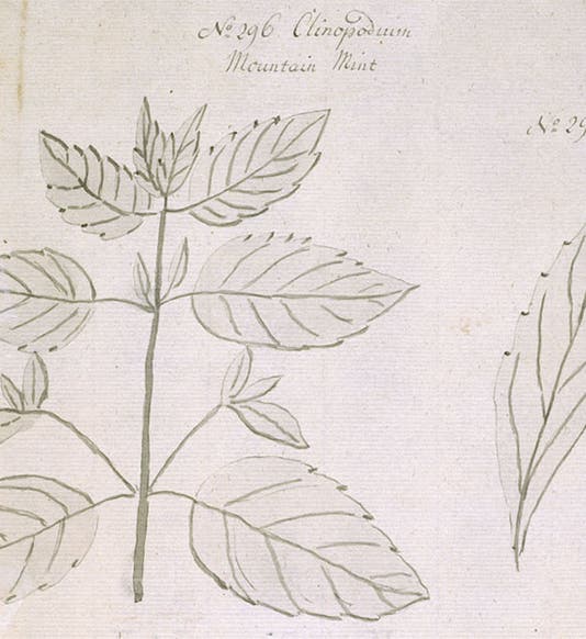 No. 296 Clinopodium or mountain mint (wild basil), detail of sheet of 3 ink drawings, by Jane Colden, in her Botanic Manuscript, Botany Library, Natural History Museum (atlasobscura.com)