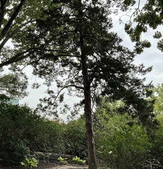 Red Cedar summer
