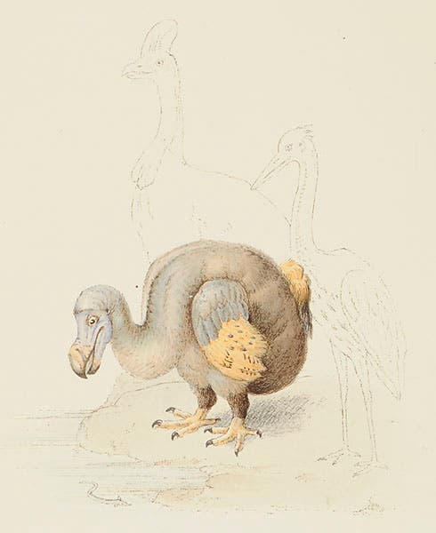 A young dodo and its extinct kindred, colored lithograph, Hugh Strickland, The Dodo and its Kindred, 1848 (Linda Hall Library)