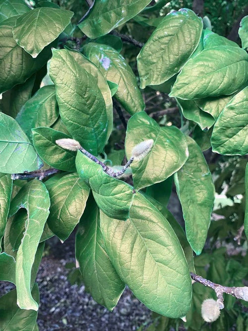 Anise Leaf Magnolia leaf