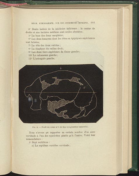 Side view of Spy 1 skull, wood engraving, Julien Fraipont and Max Lohst, Archives de Biologie, vol. 7, 1887 (Linda Hall Library)