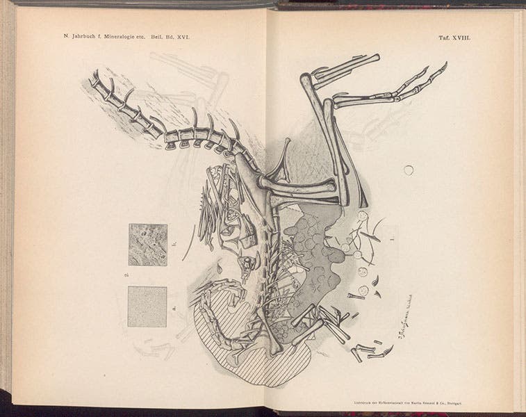 Compsagnatus longipes skeleton as found, copy by Franz Nopcsa of the plate published by Andreas Wagner in 1861, lithograph in "Neues ueber Compsognathus," Neues Jahrbuch fur Mineralogie, Geologie und Palaeontologie, vol. 16, 1903 (Linda Hall Library)
