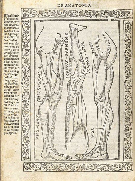 Muscles and vessels of the legs, woodcut, Jacopo Berengario da Carpi, Isagogae breues, 1523, National Library of Medicine (nlm.nih.gov)