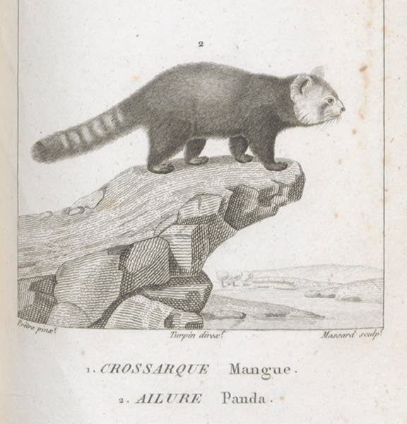 Ailure (red panda), detail of engraving by Jean-Gabriel Prêtre, in Dictionnaire des sciences naturelles, ed. by Frédéric Cuvier, plate vol.7, 1816-30 (Linda Hall Library)