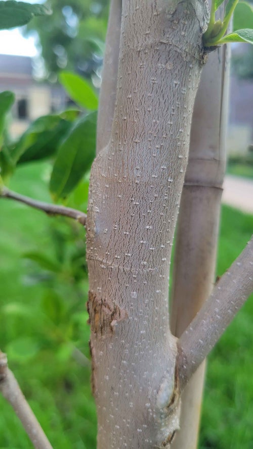Centennial Blush Magnolia bark