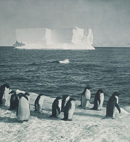 Tabular iceberg with Adelie penguins, photograph by Herbert Ponting, Feb. 13, 1911, Royal Collection, Windsor (rct.uk)