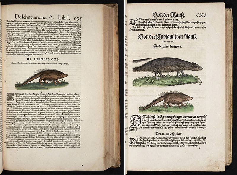 Ichneumon (Egyptian mongoose), hand-colored woodcuts, from Gessner, Historia animalium, 1551 (left) and Thierbuch, 1563 (right) (Linda Hall Library)