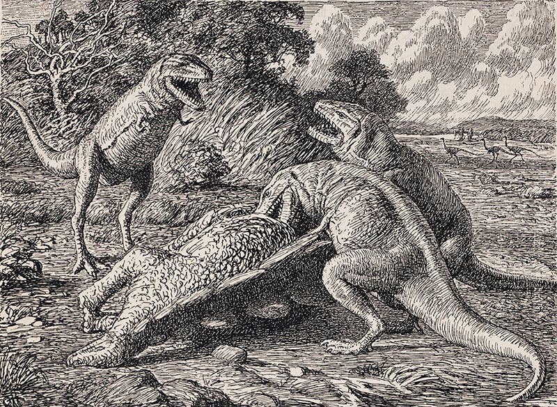 Detail of sixth image, Gorgosaurus feasting on a dead Stegosaurus, drawing by Gerhard Heilmann in his , The Origin of Birds, 1926 (Linda Hall Library)