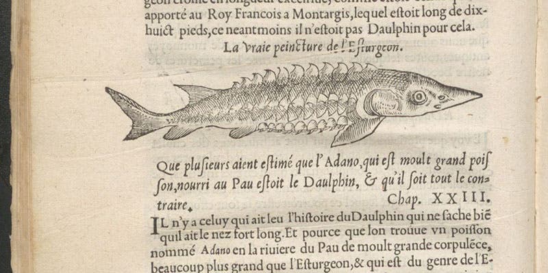 A “true picture” of a sturgeon, woodcut in L'histoire naturelle des estranges poissons marins, by Pierre Belon, 1551 (Linda Hall Library)