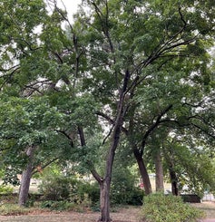 Sugar Maple summer
