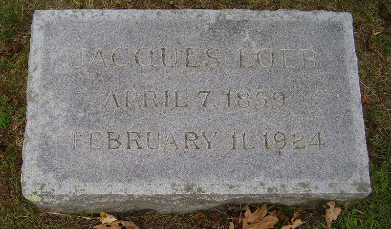 Gravestone of Jacques Loeb, Woods Hole Village Cemetery, Woods Hole, Mass. (findagrave.com)