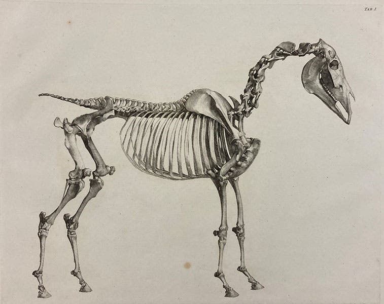 Skeleton of a horse, side view, etching by George Stubbs, The Anatomy of the Horse, plate 1 bis, 1766 (Linda Hall Library)