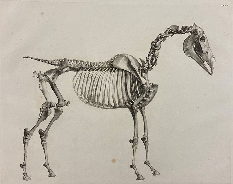 Skeleton of a horse, side view, etching by George Stubbs,  The Anatomy of the Horse, plate 1 bis, 1766 (Linda Hall Library)