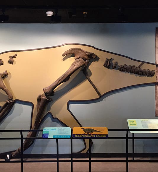 Casts of the original <i>Hadrosaurus</i> bones described by Joseph Leidy, positioned on a silhouette, Academy of Natural Sciences of Drexel University, Philadelplhia (photo by the author)