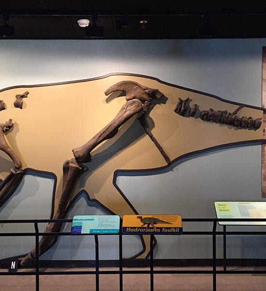 Casts of the original <i>Hadrosaurus</i> bones described by Joseph Leidy, positioned on a silhouette, Academy of Natural Sciences of Drexel University, Philadelplhia (photo by the author)