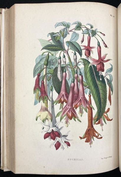 Fuchsia, colored woodcut?, Le muséum d'histoire naturelle, by Paul-Antoine Cap, part 2, plate 4, p. 75, 1854 (Linda Hall Library)