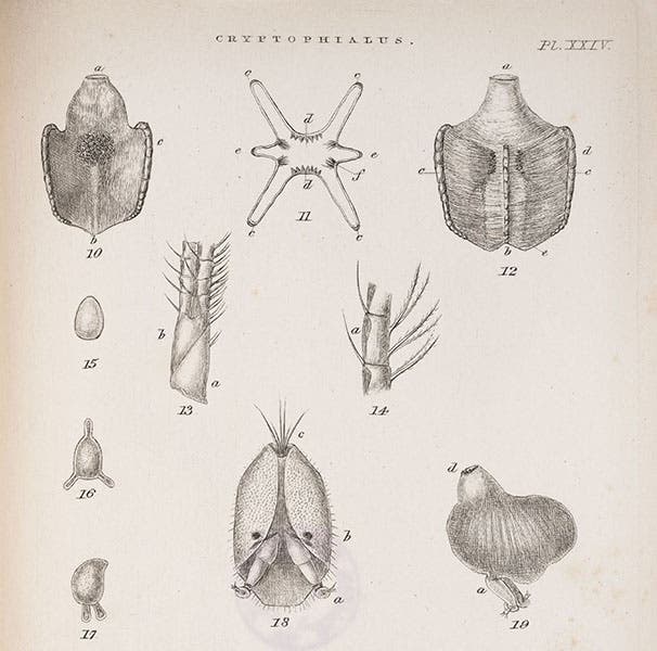 Second plate with details of Cryptophialus (Mr. Arthrobalanus);  fig. 19 is the tiny male, visible only under a microscope (see next image for detail);  engraving by George Sowerby, in A Monograph on the Sub-Class Cirripedia, with Figures of All the Species, Vol. 2: The Balanidae, by Charles Darwin, 1854 (Linda Hall Library)