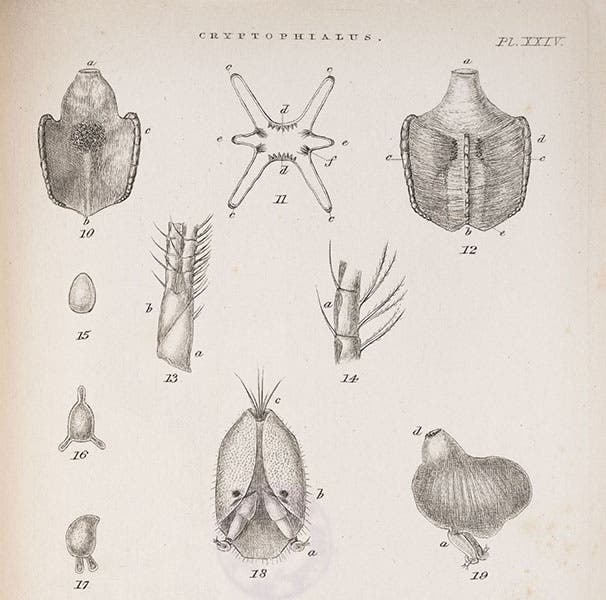 Second plate with details of Cryptophialus (Mr. Arthrobalanus); fig. 19 is the tiny male, visible only under a microscope (see next image for detail); engraving by George Sowerby, in A Monograph on the Sub-Class Cirripedia, with Figures of All the Species, Vol. 2: The Balanidae, by Charles Darwin, 1854 (Linda Hall Library)