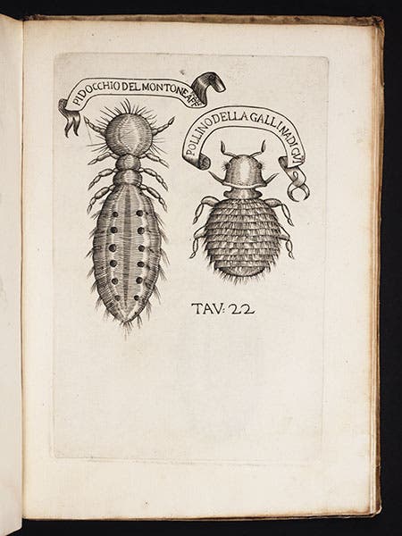 Two lice from Africa, magnified, from Redi, Esperienze, 1668 (Linda Hall Library)