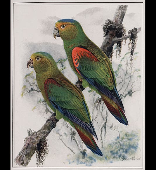 <p>Linda Hall Library</p>