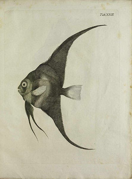 A batfish or spadefish, presumably drawn by Peter Forsskål and published by Carsten Niebuhr in Icones rerum naturalium, 1775, BEIC digital library (gutenberg.beic.it)