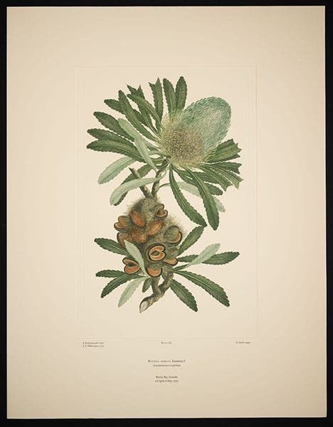 Banksia serrata, the saw-tooth banksia, from Botany Bay, Australia, drawn in 1770 by Sydney Parkinson, engraved by G. Smith before 1784, printed in color by Alecto Historical Editions, Banks Florilegium, plate 285, 1980-90 (Linda Hall Library)