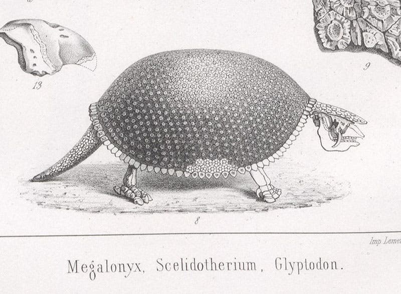 Glyptodont, or giant armadillo, detail of lithograph in Traité de paléontologie, Atlas, by François-Jules Pictet, plate 8, 1853-57 (Linda Hall Library)