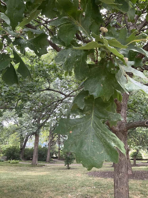 Hybrid Oak leaf