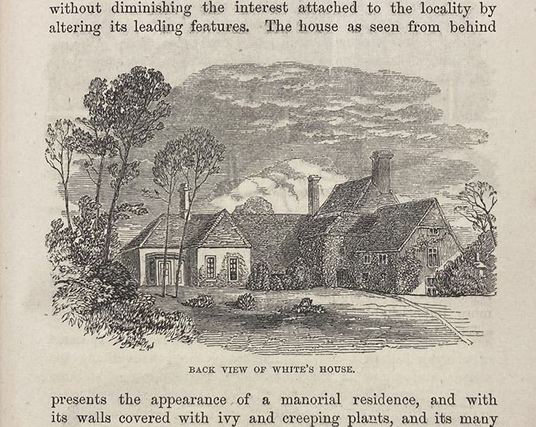 Gardens behind Gilbert White’s house in Selborne, wood engraving, The Natural History and Antiquities of Selborne, by Gilbert White, edited by William Jardine, p. xiii, 1853 (Linda Hall Library)